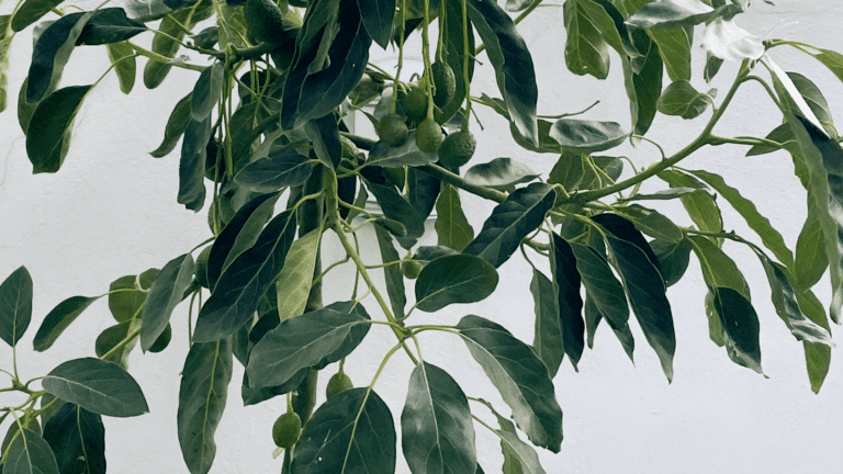 arbol palta
