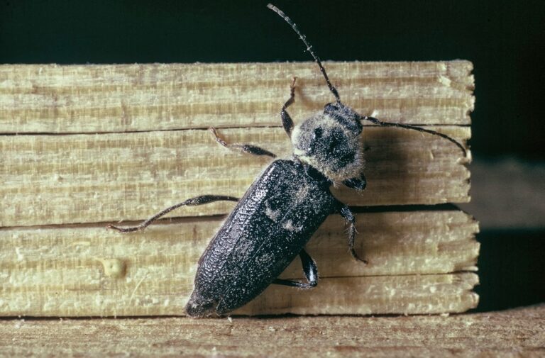 Cómo combatir el bicho taladro en tus plantas 9 bicho taladro