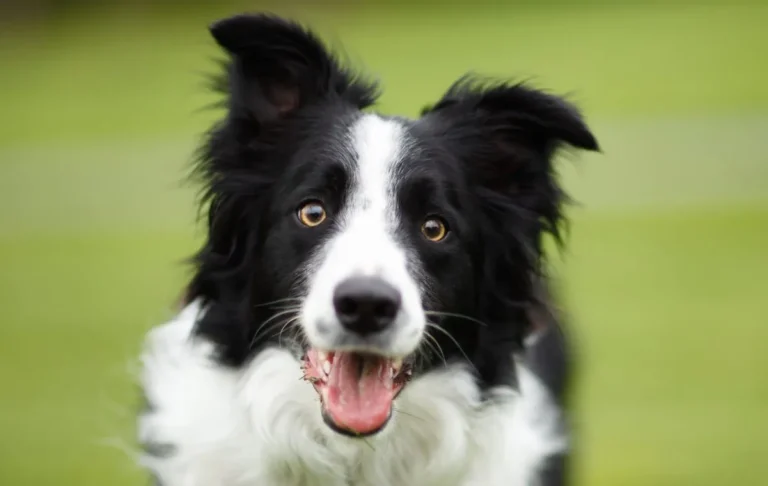 border collie