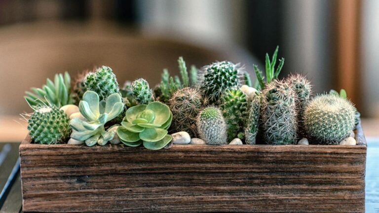 cactus suculentas