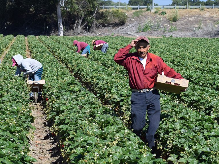 Qué son las retenciones al campo y cómo afectan a los productores 11 campo con cultivos y agricultores trabajando