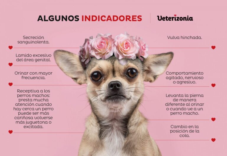 celo perra