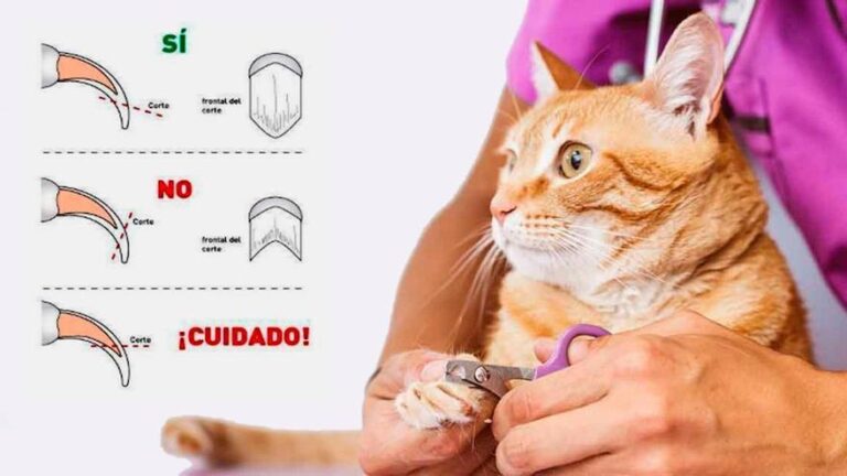 cortar gato
