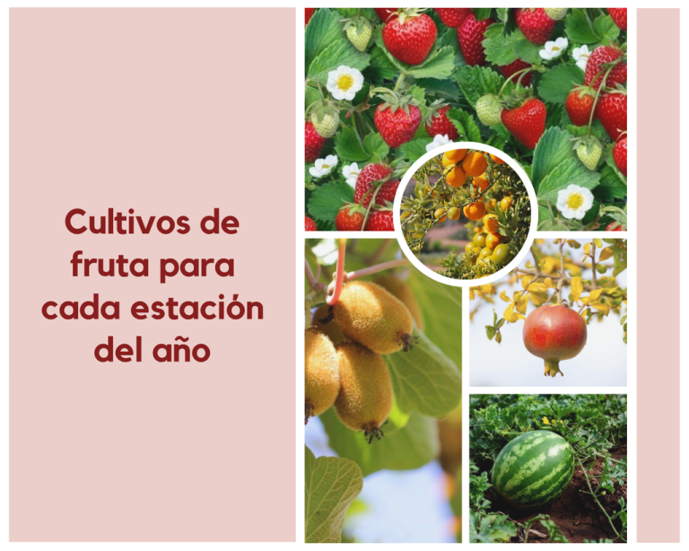 Qué se siembra en cada mes del año en Argentina 13 cultivos en diferentes estaciones del ano