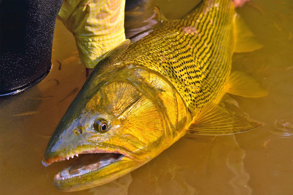 Qué Código de Color Dorado Se Utiliza en el Diseño Gráfico 1 dorado