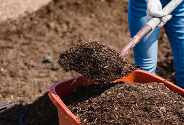 Qué beneficios ofrece el fertilizante hecho con estiércol de vaca 1 estiercol