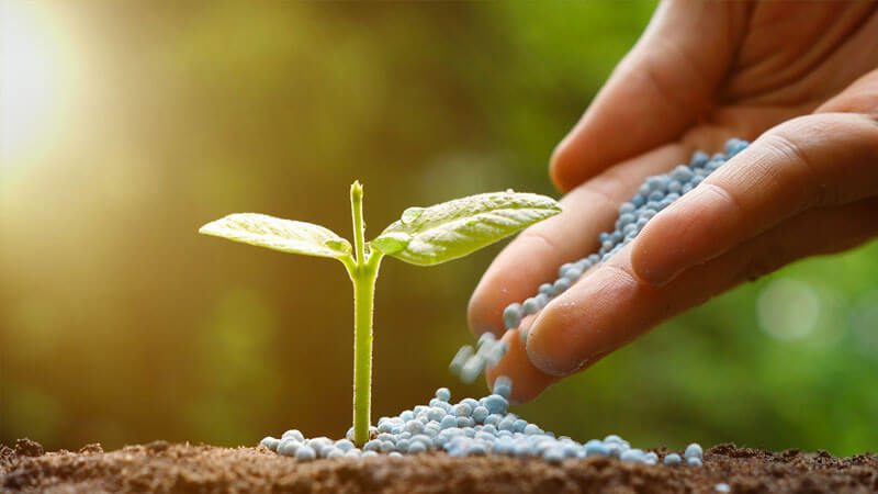 Qué productos ofrece Químicos y Fertilizantes Márquez para el cultivo 1 fertilizantes