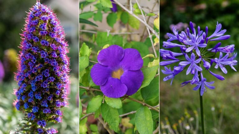 flores violetas