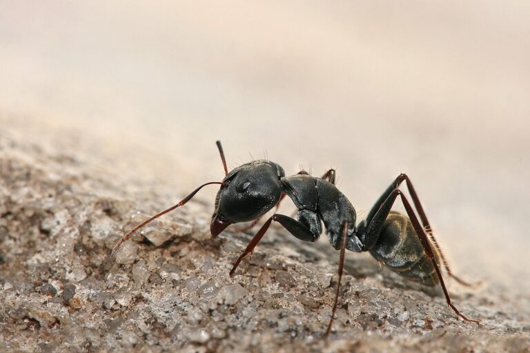 hormigas negras