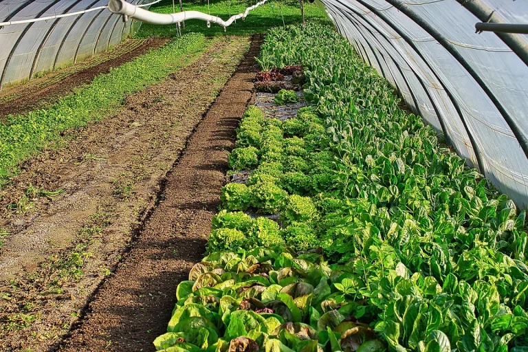 Qué hortalizas y flores se pueden sembrar en febrero en Argentina 14 hortalizas y flores en jardin de febrero