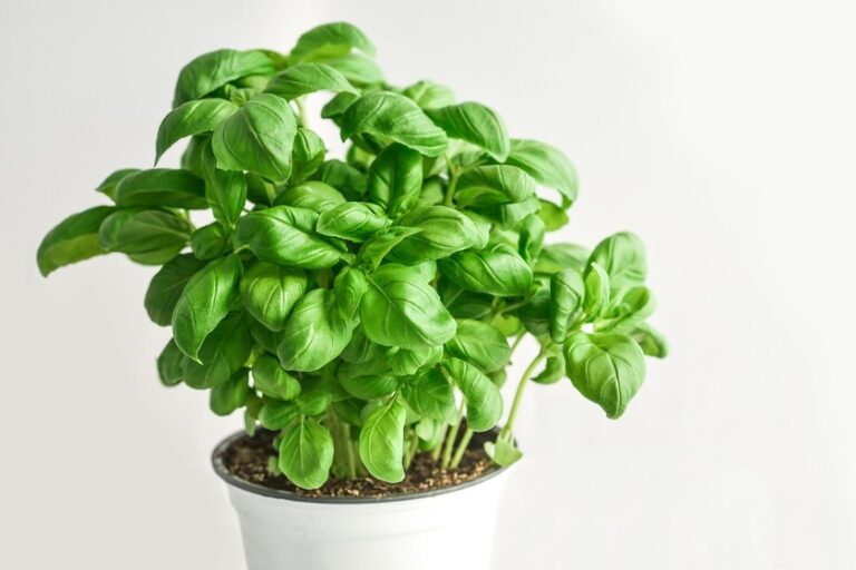 La albahaca necesita sol o sombra para crecer mejor 26 la albahaca