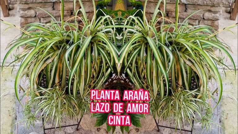 lazo amor
