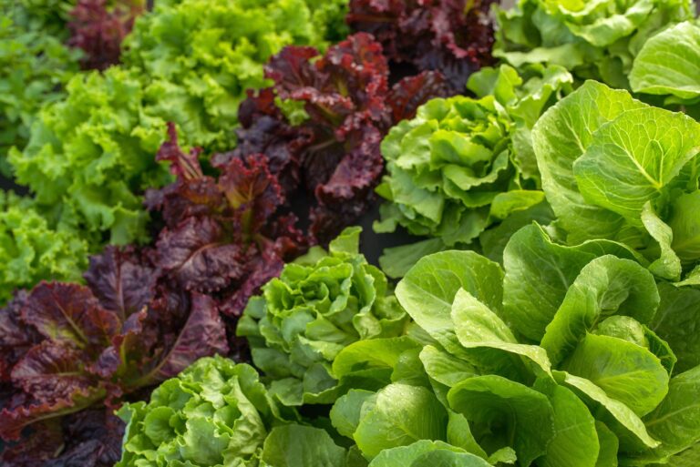 Cómo preparar lechuga orejona para ensaladas deliciosas 16 lechuga