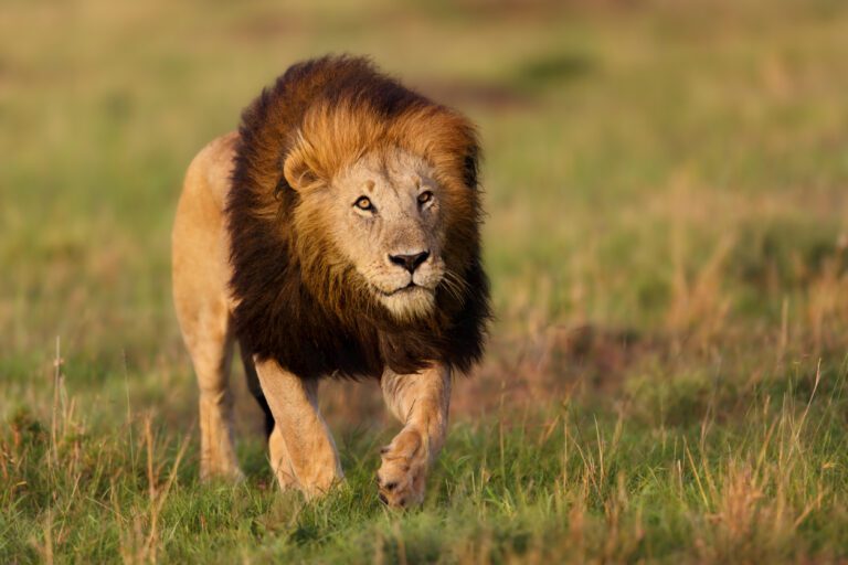 leones 1