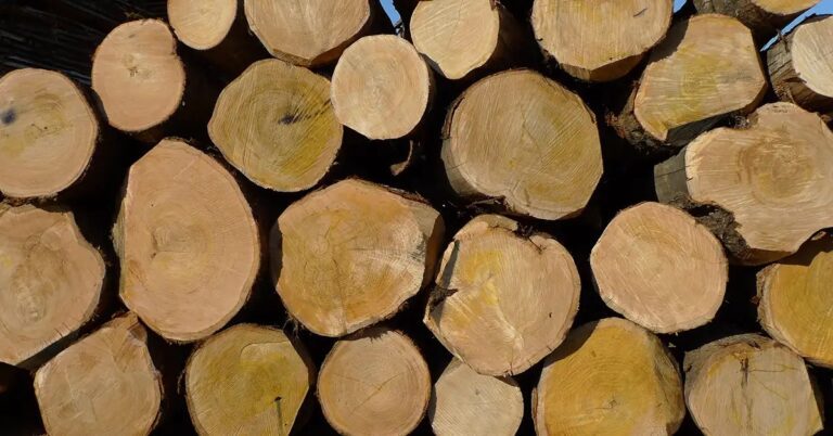 Qué productos ofrece Maderas Los Cedros en triplay y maderas 15 maderas 1