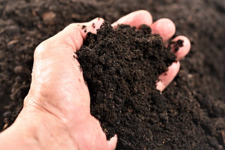 La sal puede matar el pasto de mi jardín: ¿cómo evitarlo? 31 materia organica