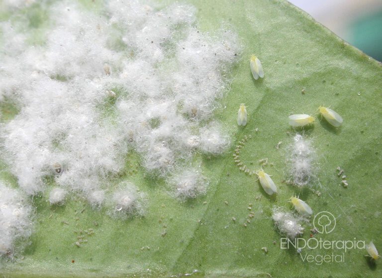 mosca blanca