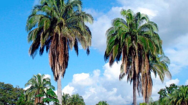 palmas