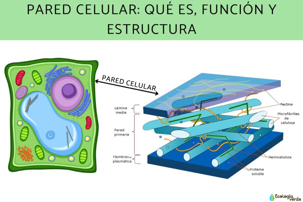 Componentes de una célula vegetal: ¿Qué incluye? 1 pared celular