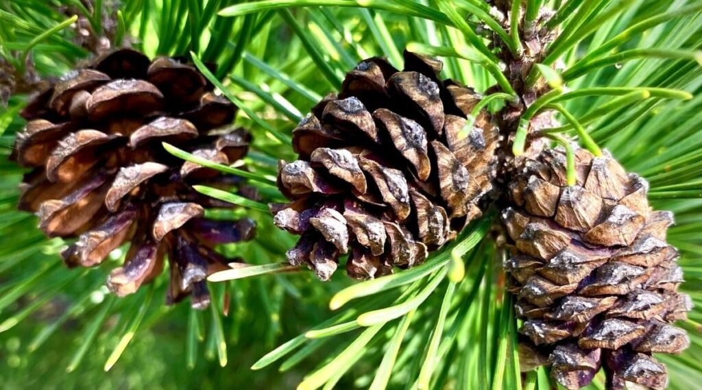 Cuáles son los pines del Arduino Pro Mini y sus funciones 1 pines