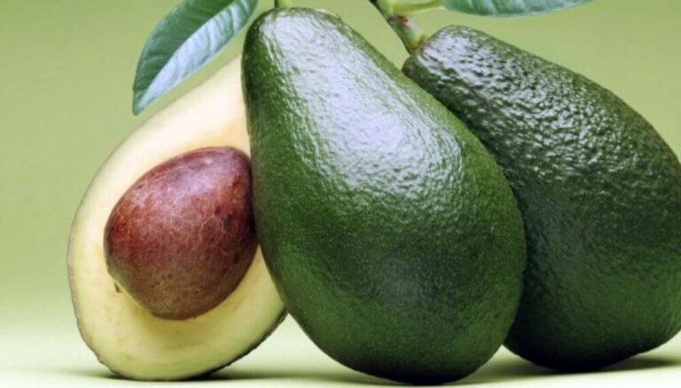 Cómo diferenciar planta de palta macho y hembra 54 plantas palta
