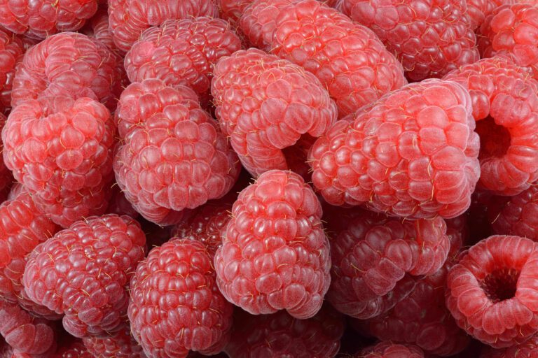 Cómo conectar una cámara a una Raspberry Pi de forma sencilla 28 raspberry 8