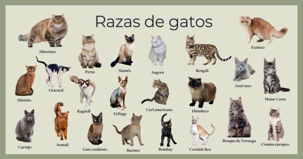razas gatos