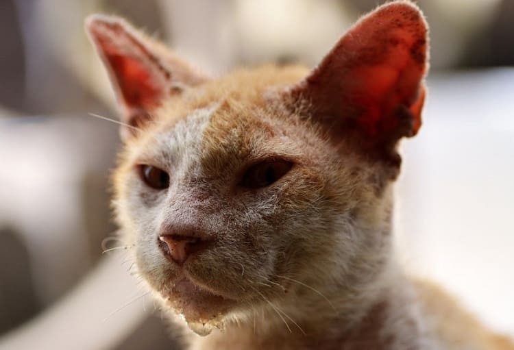 sarna gatos