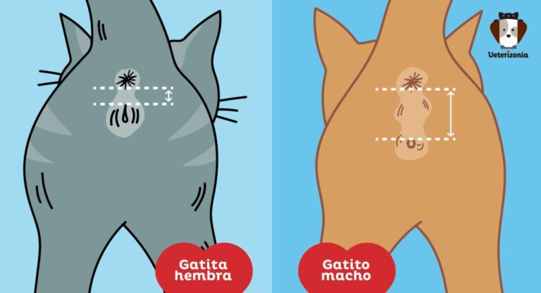 sexo gato