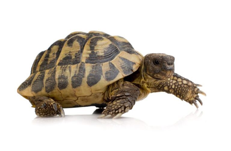 Qué comen las tortugas de tierra en Argentina 37 tortugas tierra 1