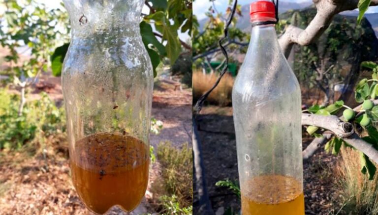 Cómo hacer trampas caseras para ratas grandes 54 trampas caseras